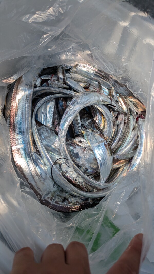 釣果写真