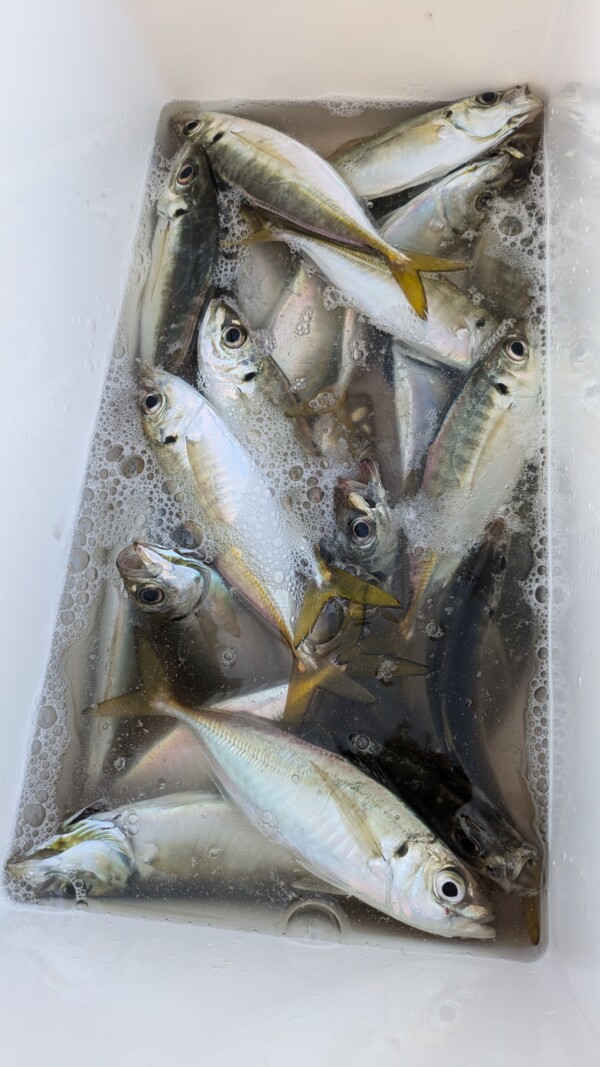 釣果写真