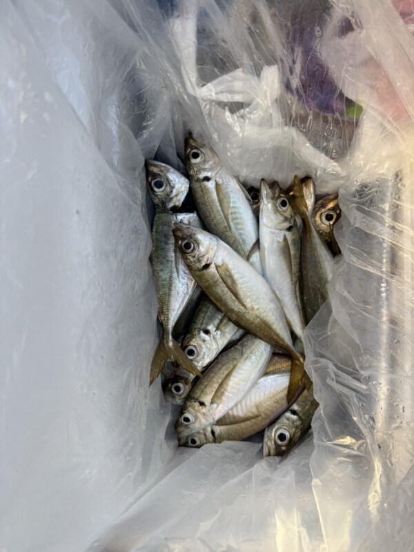 釣果写真