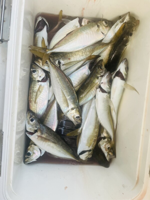 釣果写真
