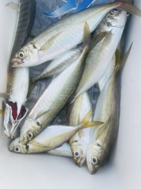 釣果写真