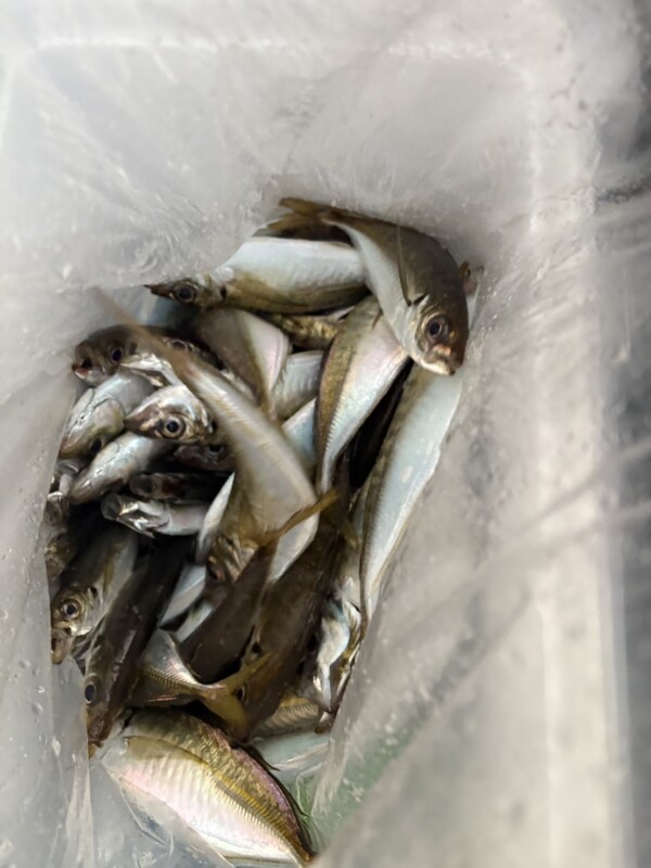 釣果写真