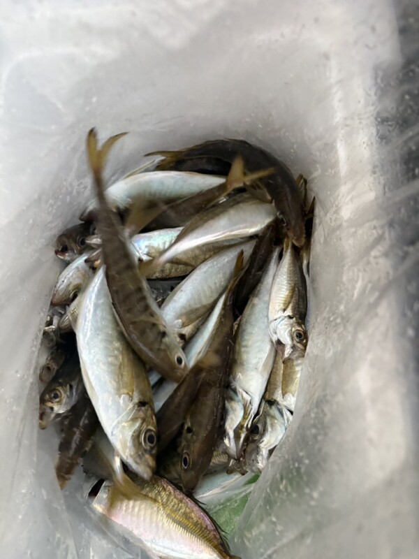 釣果写真