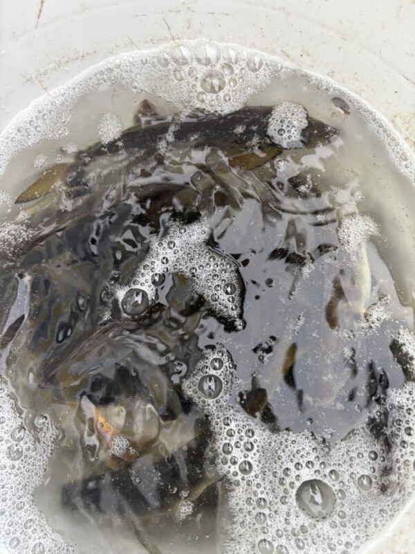 釣果写真