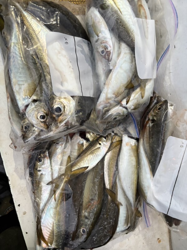 釣果写真