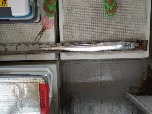 釣果写真