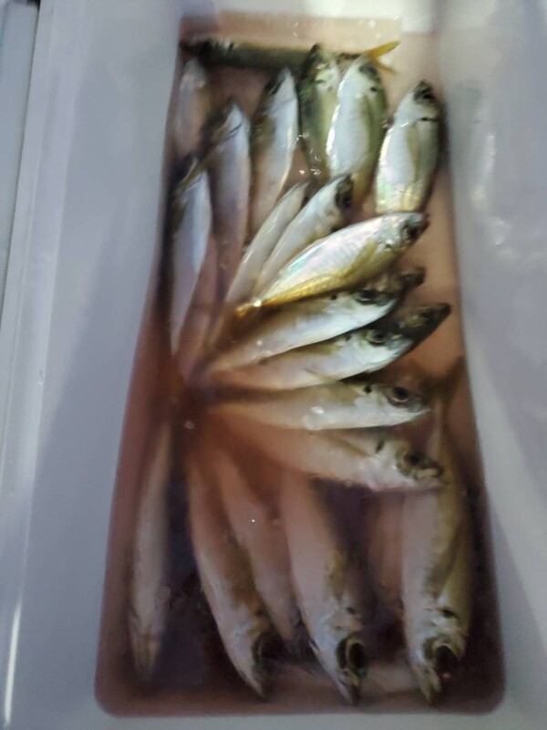釣果写真