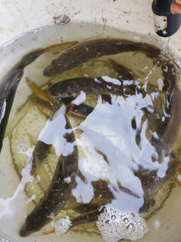 釣果写真