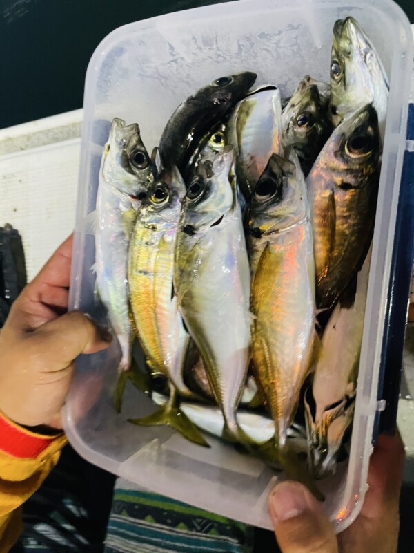 釣果写真