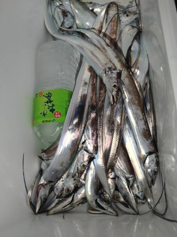 釣果写真