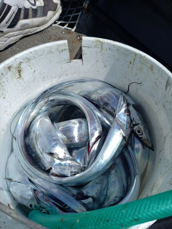 釣果写真