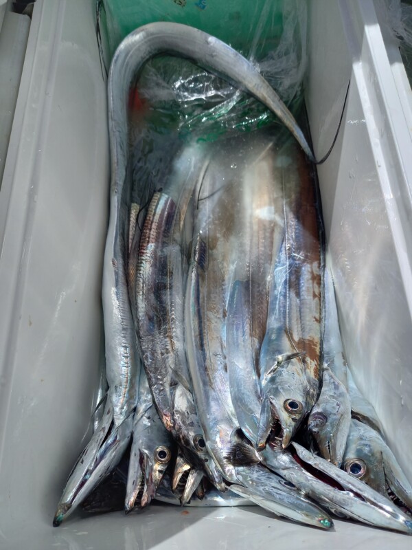 釣果写真