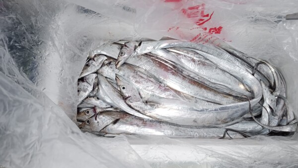 釣果写真