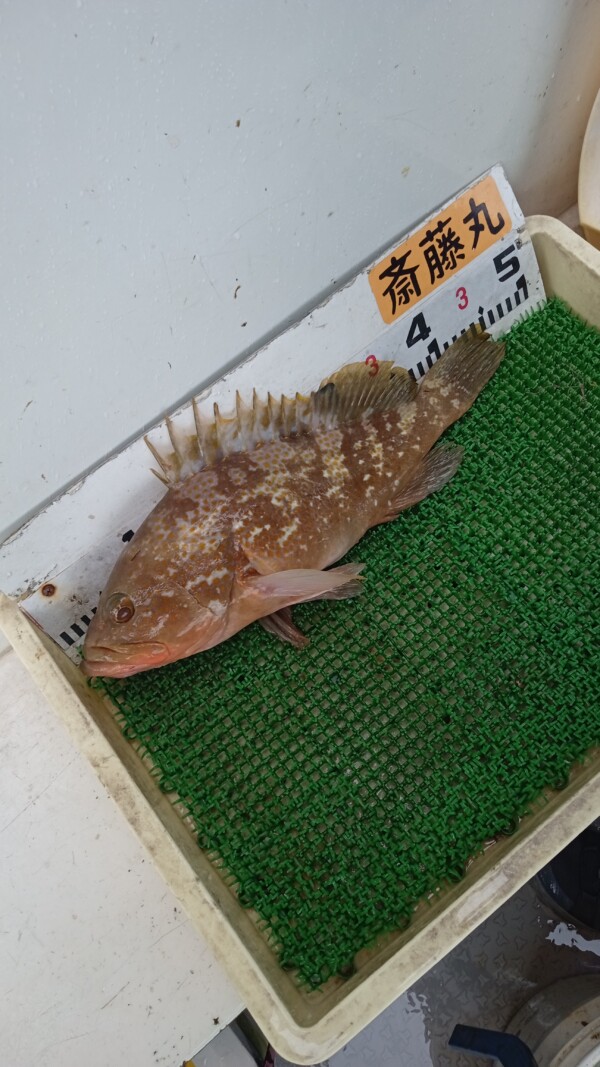 釣果写真