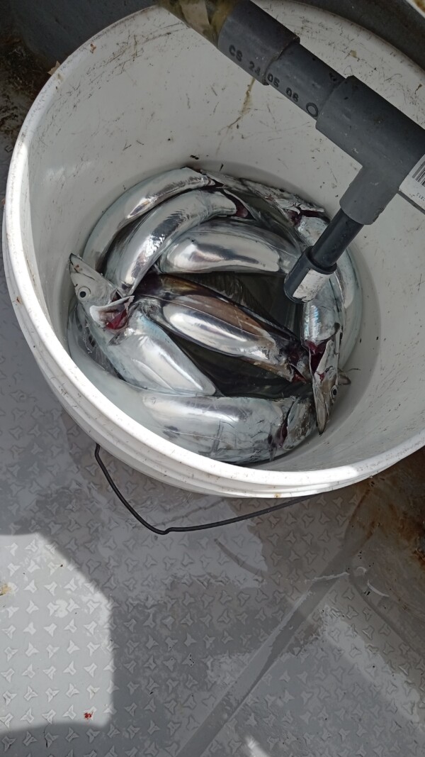 釣果写真