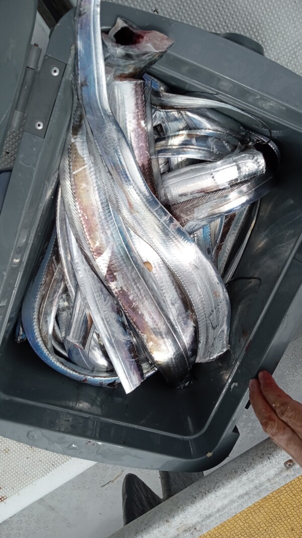 釣果写真