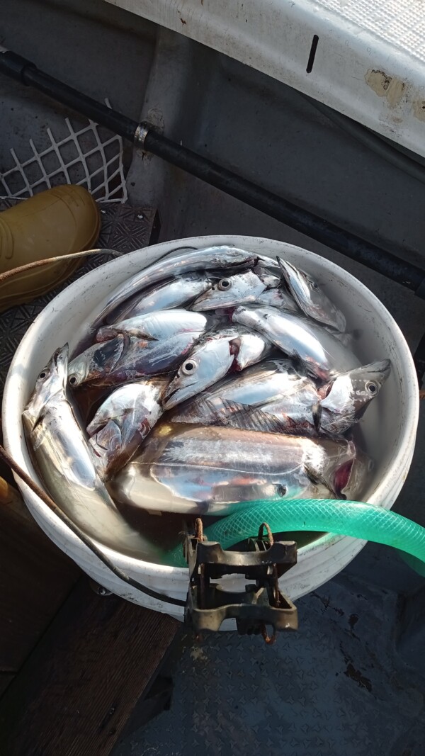 釣果写真