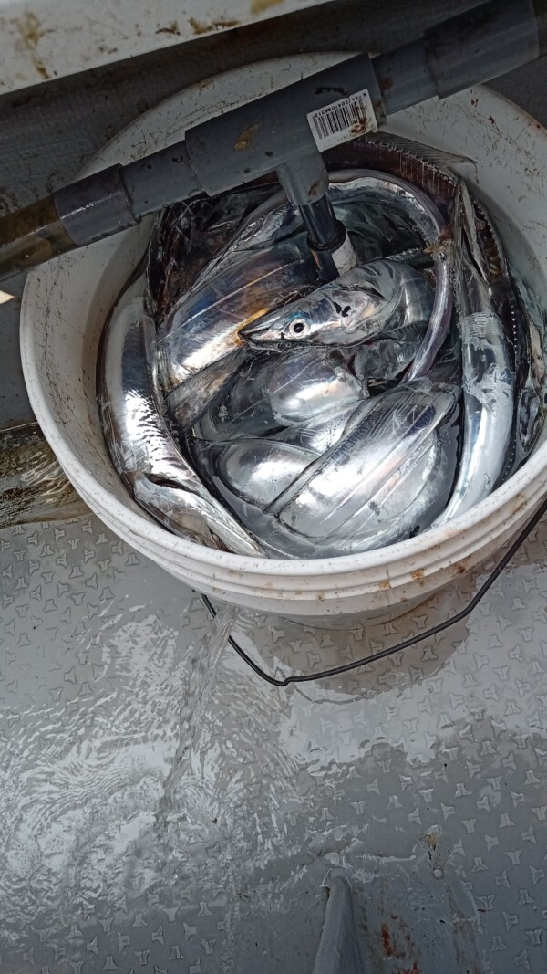 釣果写真