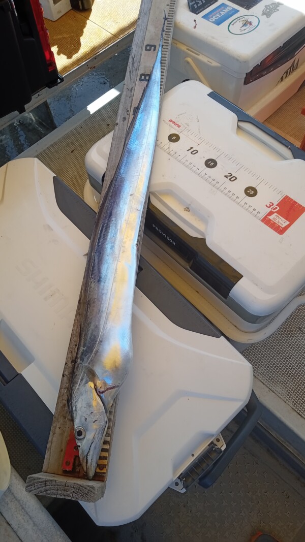 釣果写真
