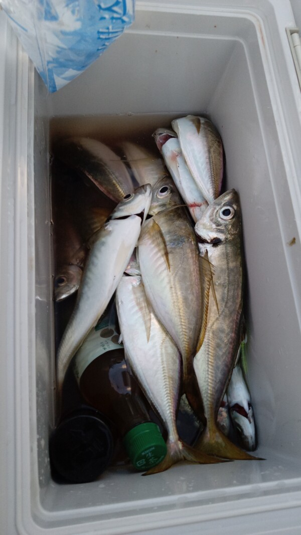 釣果写真