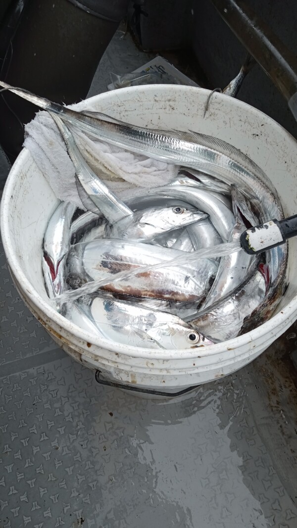 釣果写真