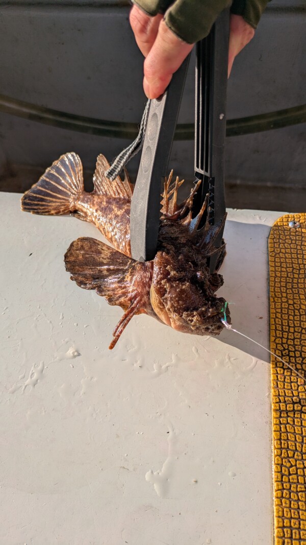 釣果写真