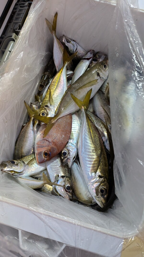 釣果写真