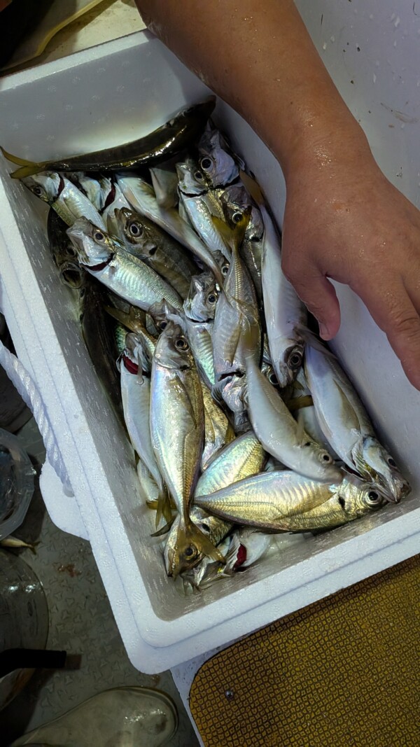 釣果写真