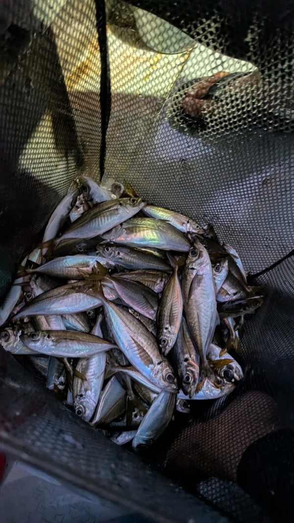 釣果写真