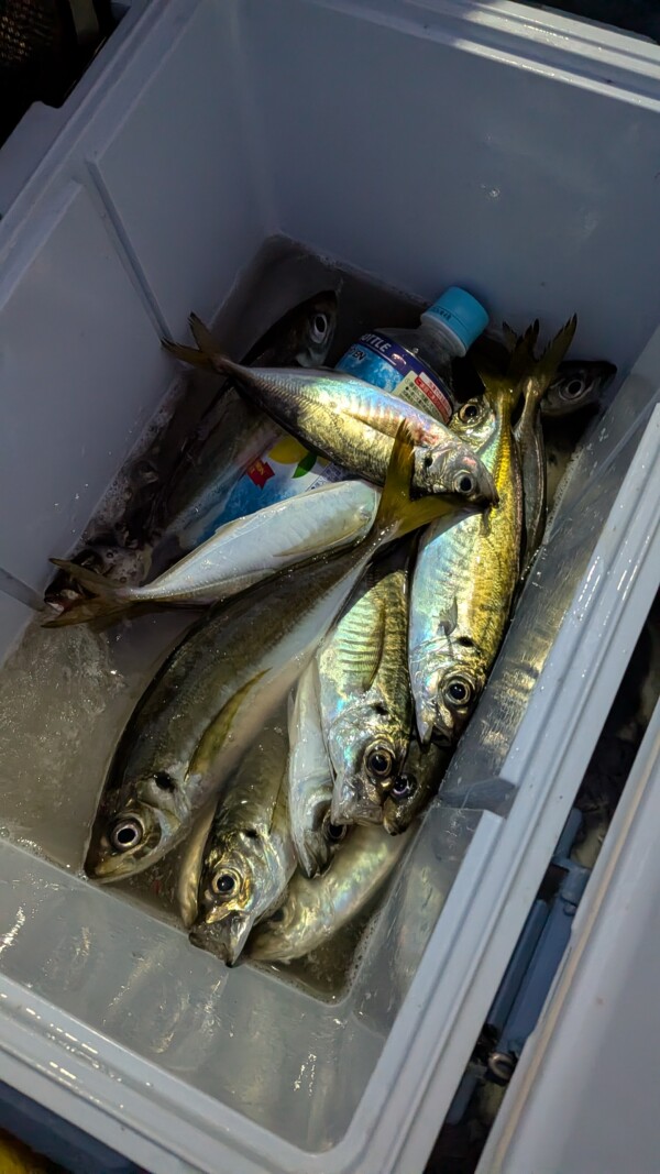 釣果写真