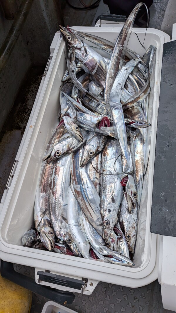 釣果写真