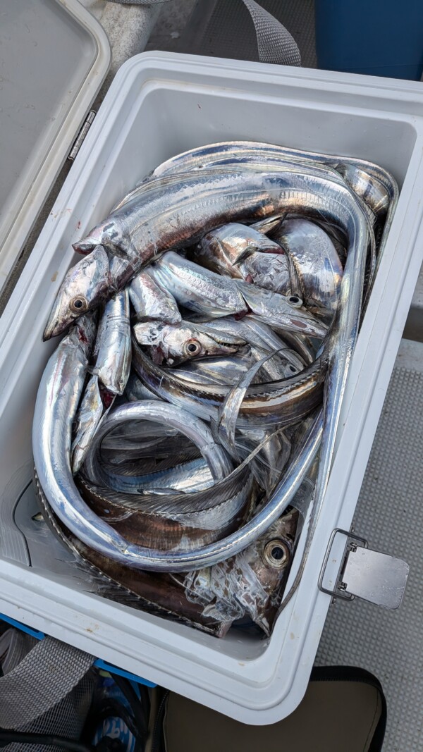釣果写真