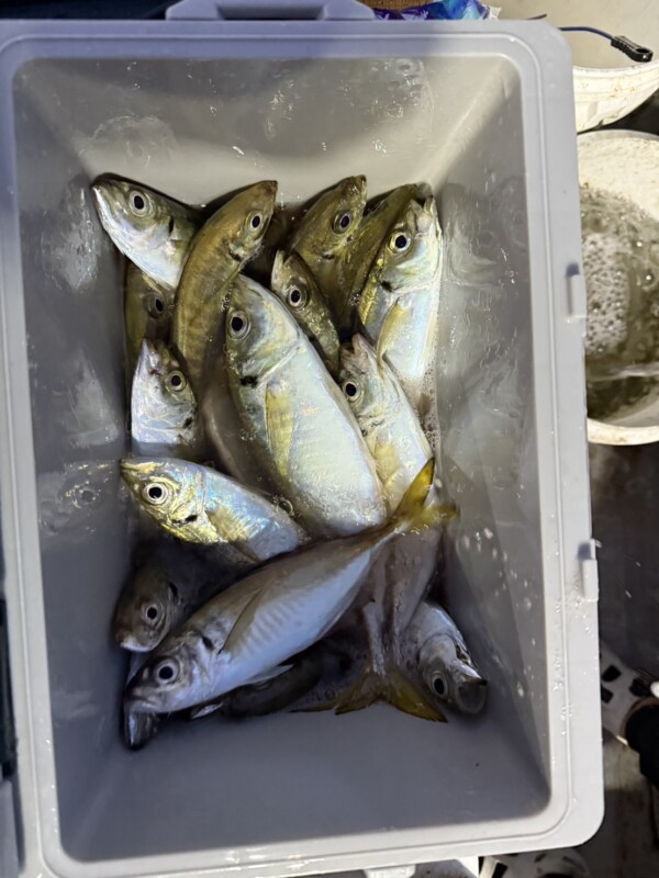 釣果写真