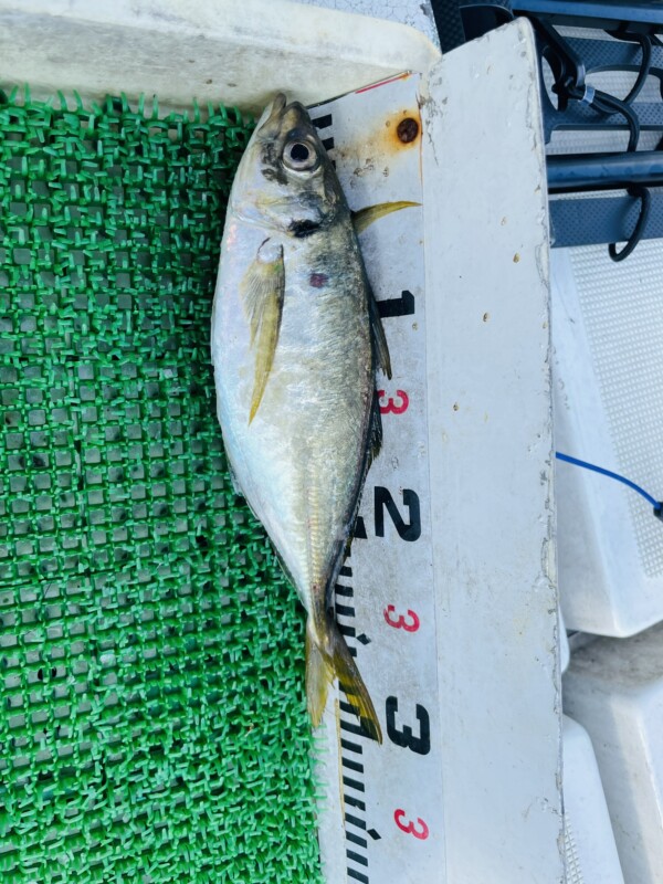 釣果写真