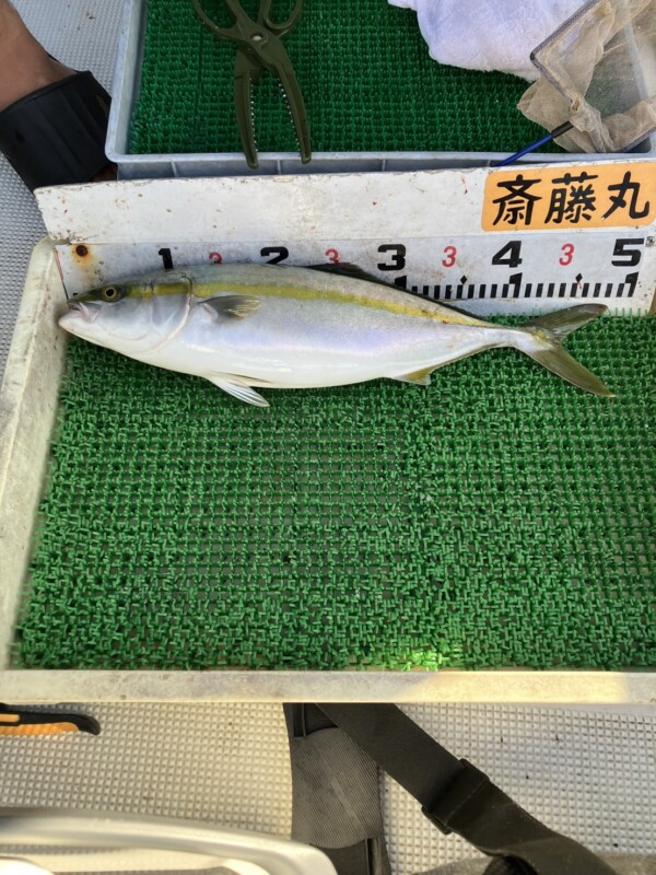 釣果写真