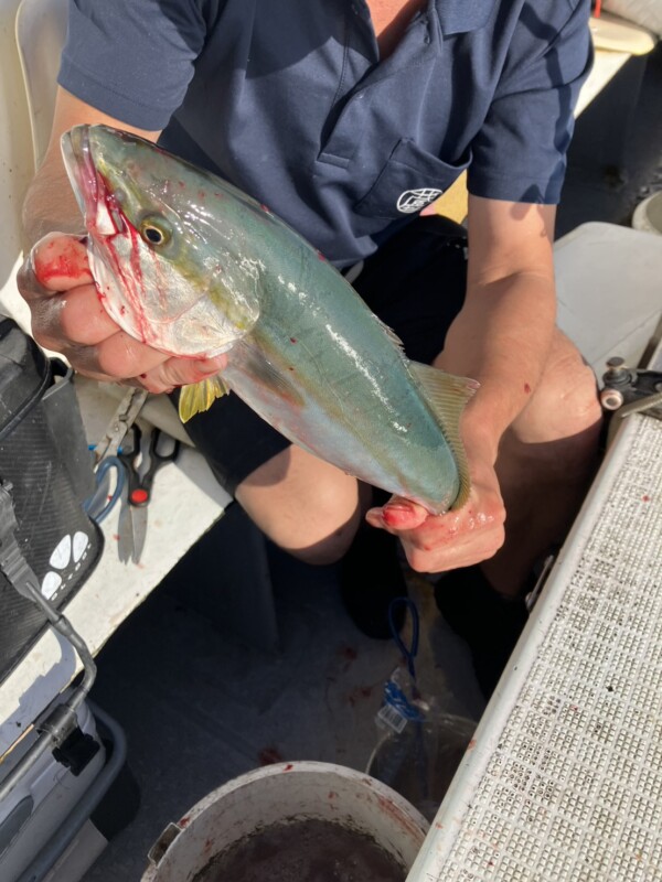 釣果写真