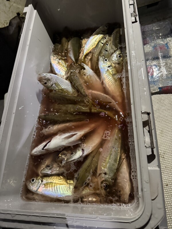 釣果写真