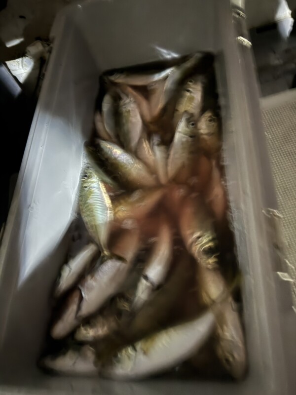 釣果写真