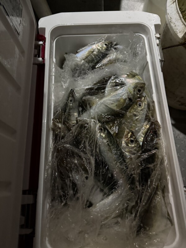 釣果写真