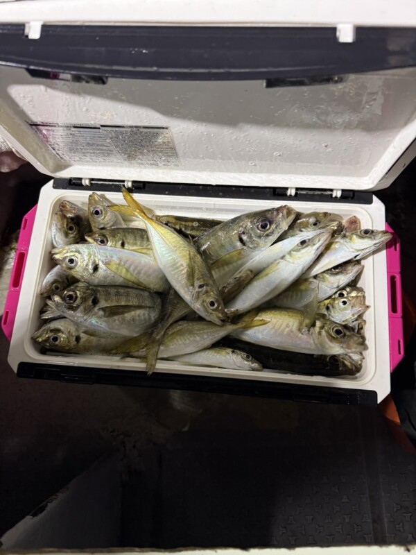 釣果写真