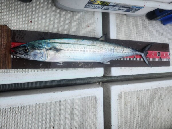 釣果写真