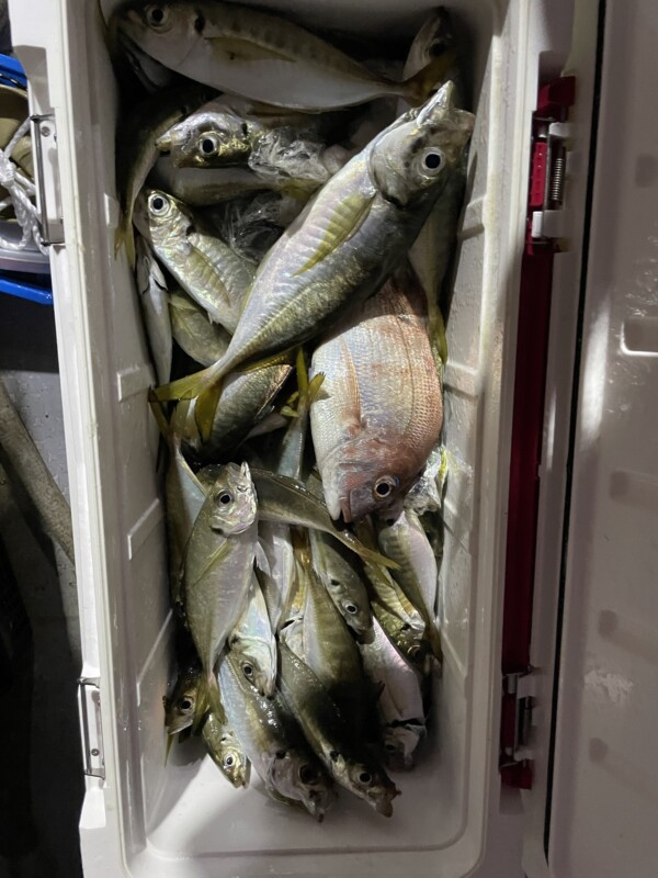釣果写真