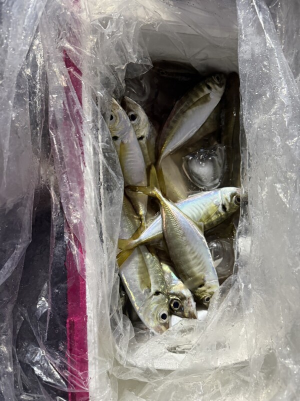 釣果写真