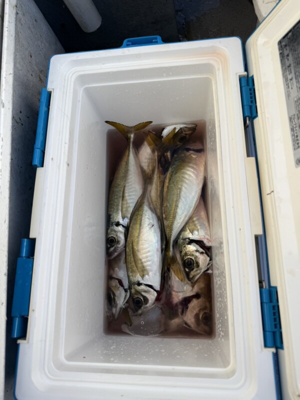 釣果写真
