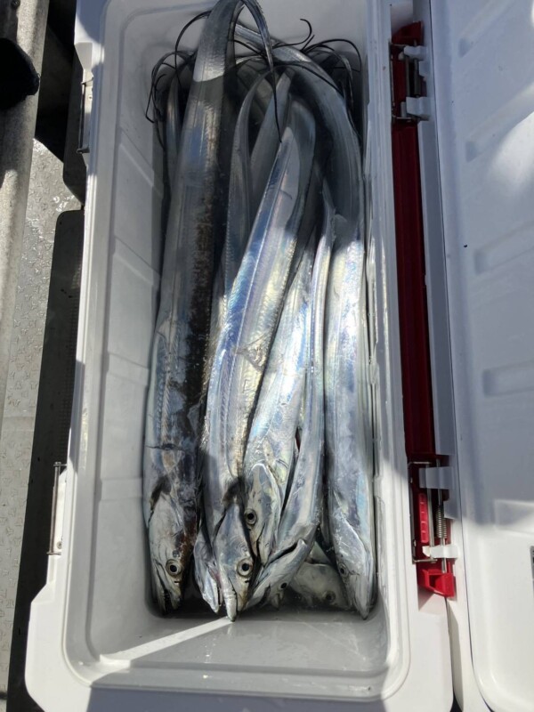釣果写真