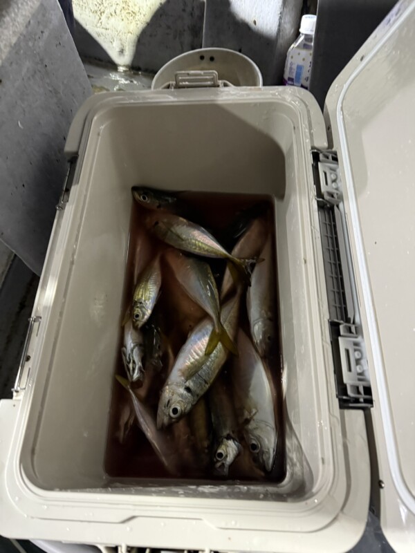 釣果写真