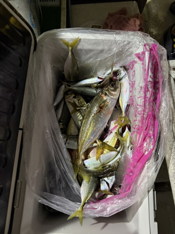 釣果写真