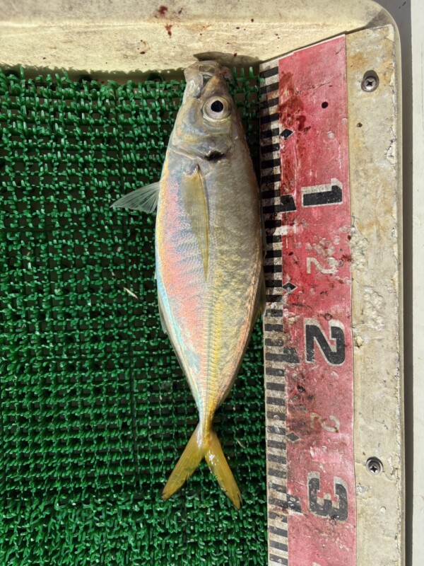 釣果写真