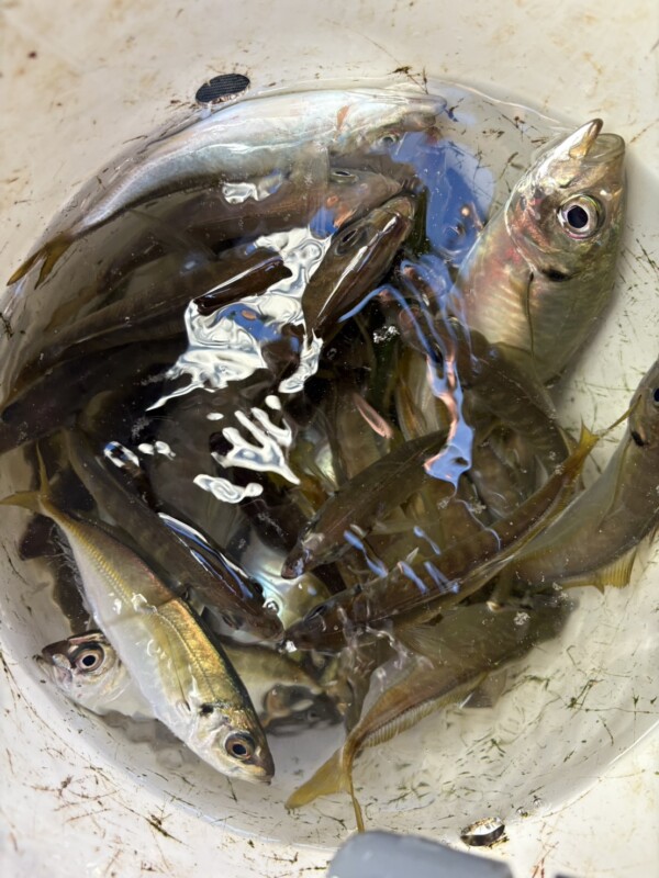 釣果写真
