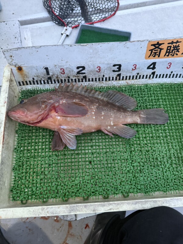 釣果写真